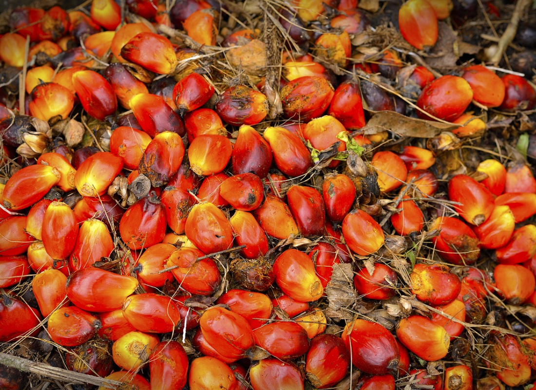 Evaporation crystallization system: An efficient solution for innovating palm oil fractionation processes